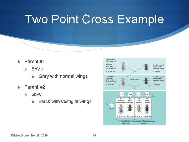 Two Point Cross Example S Parent #1 S Bb. Vv S Grey with normal