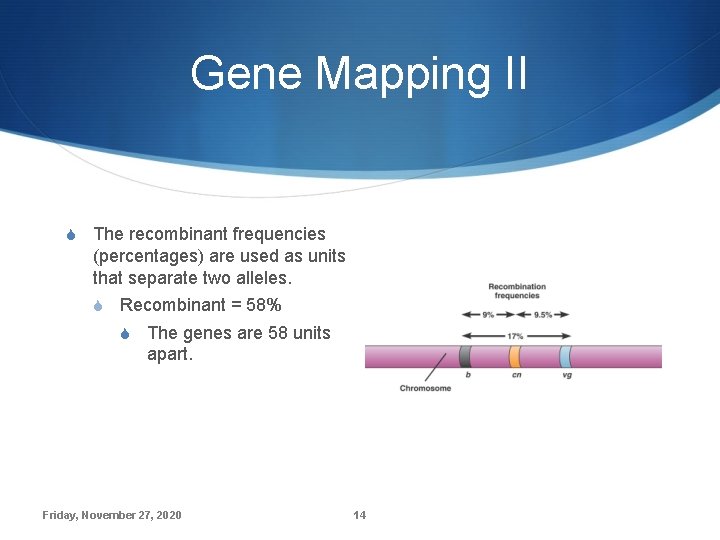 Gene Mapping II S The recombinant frequencies (percentages) are used as units that separate