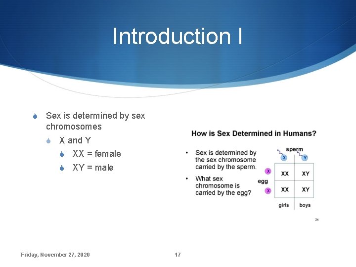 Introduction I S Sex is determined by sex chromosomes S X and Y S