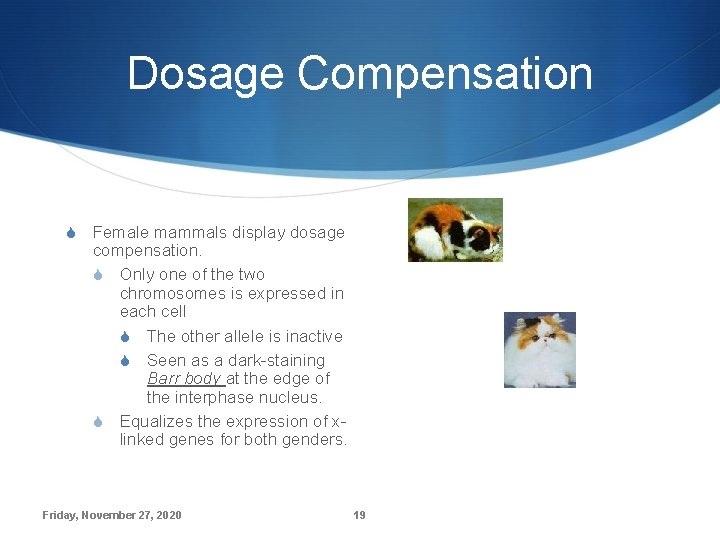 Dosage Compensation S Female mammals display dosage compensation. S Only one of the two