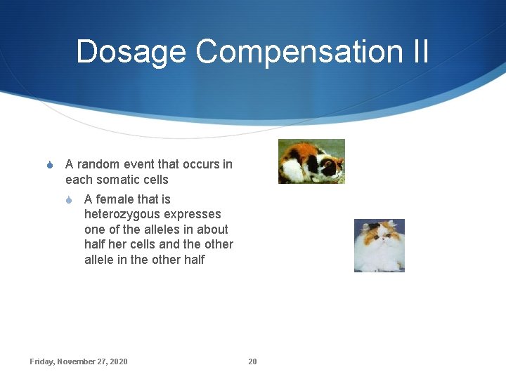 Dosage Compensation II S A random event that occurs in each somatic cells S