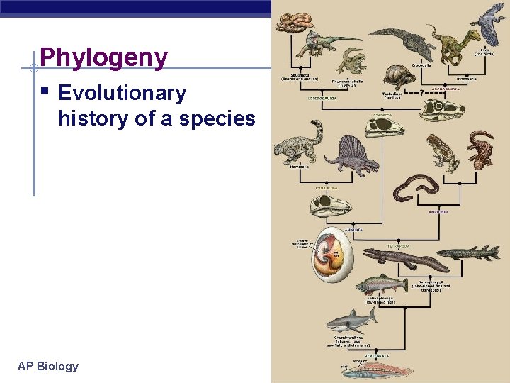 Phylogeny § Evolutionary history of a species AP Biology 