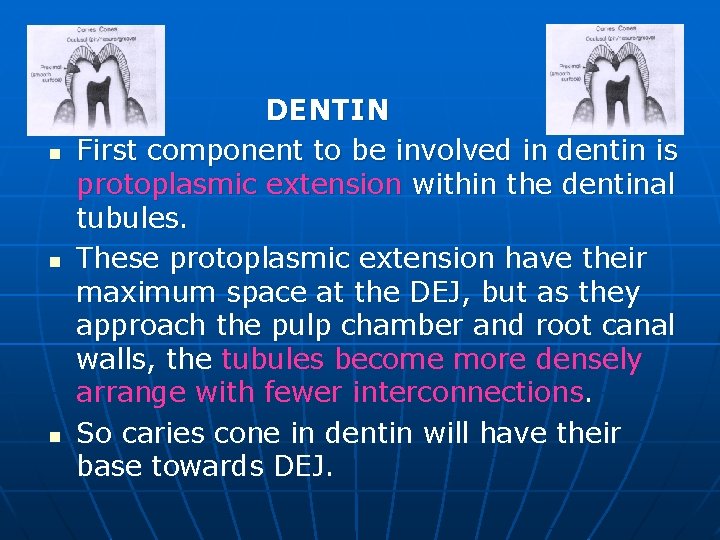 n n n DENTIN First component to be involved in dentin is protoplasmic extension