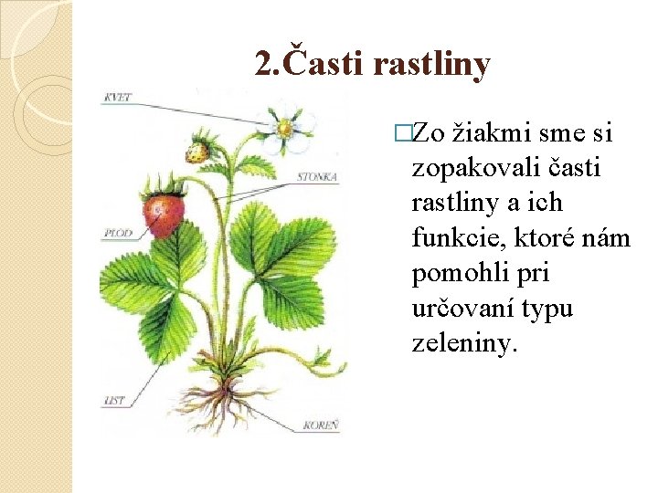 2. Časti rastliny �Zo žiakmi sme si zopakovali časti rastliny a ich funkcie, ktoré