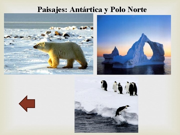 Paisajes: Antártica y Polo Norte 