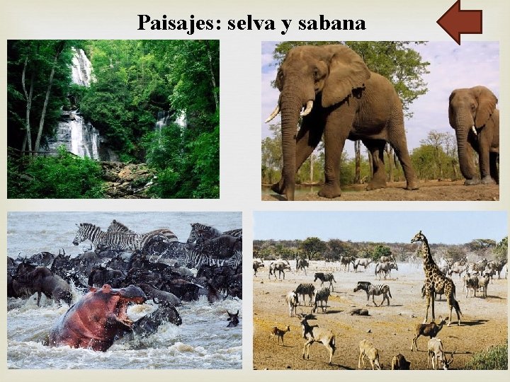 Paisajes: selva y sabana 