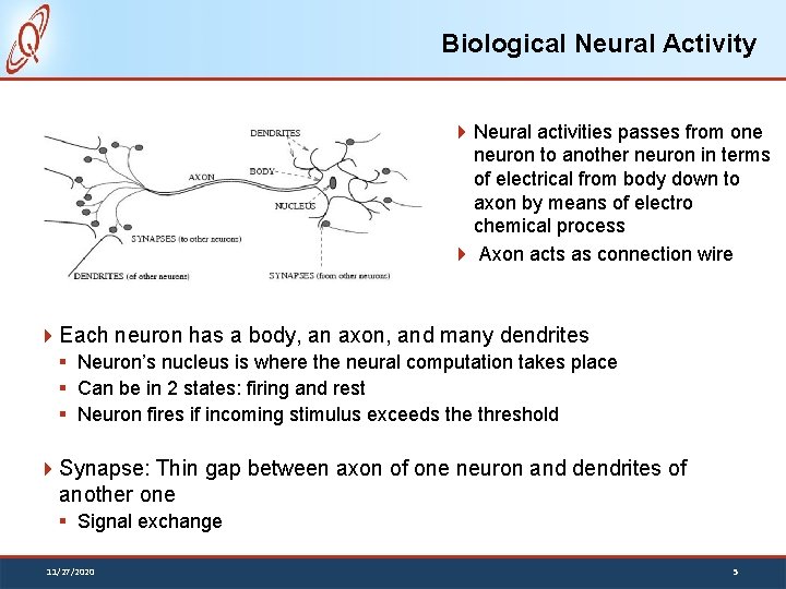 Biological Neural Activity Neural activities passes from one neuron to another neuron in terms