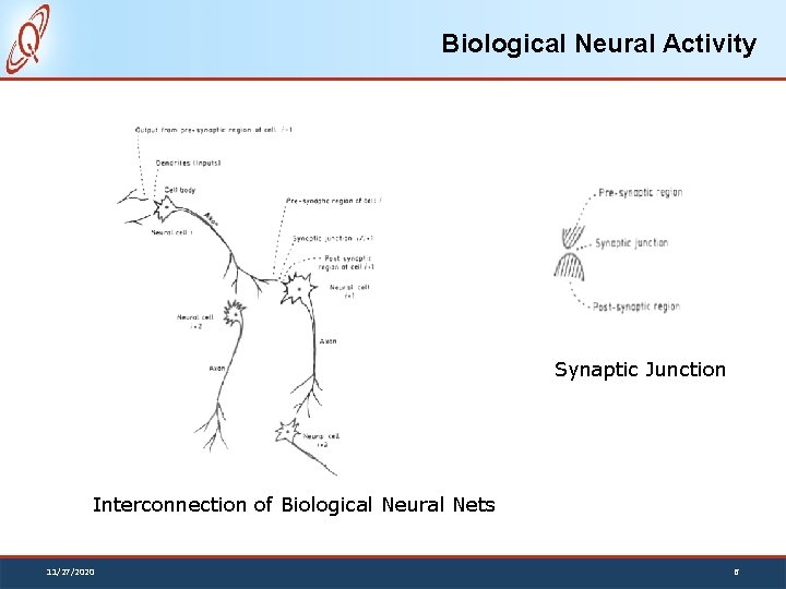 Biological Neural Activity Synaptic Junction Interconnection of Biological Neural Nets 11/27/2020 6 