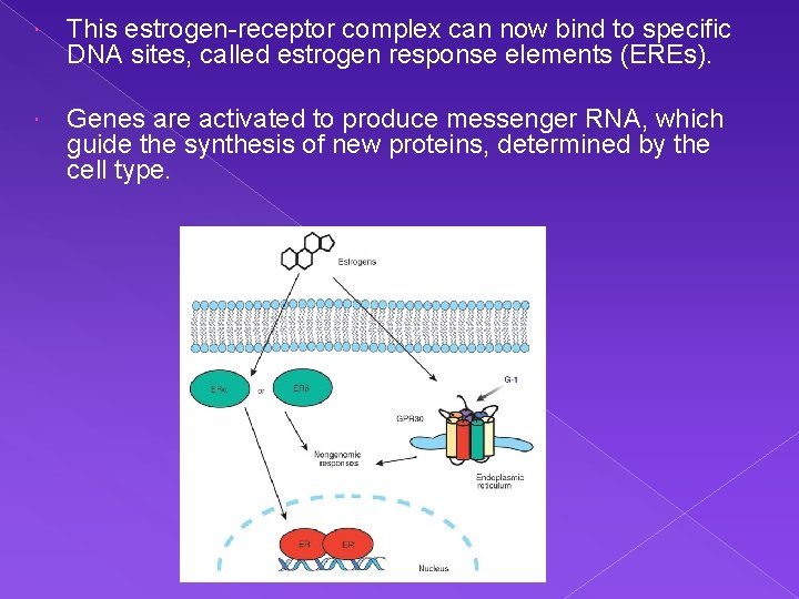  This estrogen-receptor complex can now bind to specific DNA sites, called estrogen response