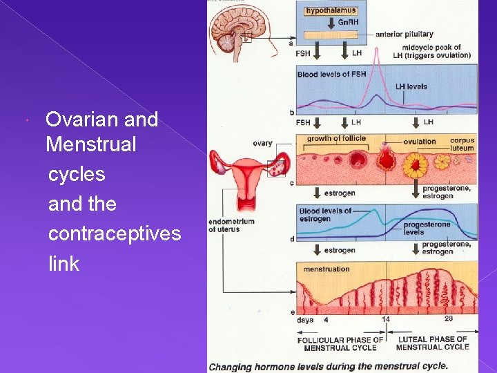 Ovarian and Menstrual cycles and the contraceptives link 