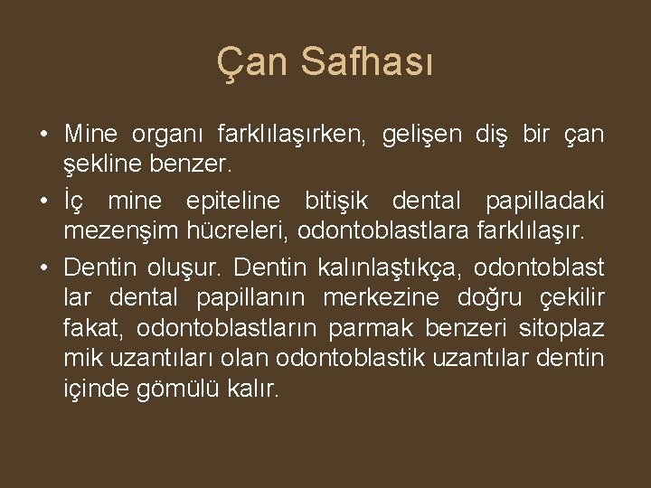 Çan Safhası • Mine organı farklılaşırken, gelişen diş bir çan şekline benzer. • İç