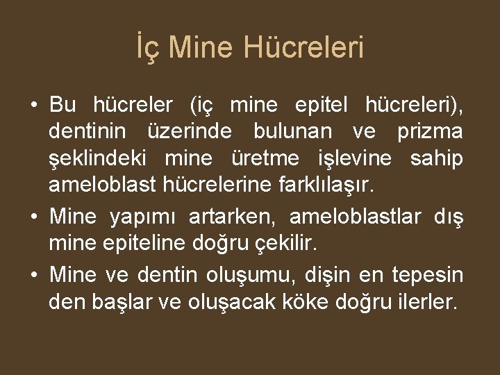 İç Mine Hücreleri • Bu hücreler (iç mine epitel hücreleri), dentinin üzerinde bulunan ve