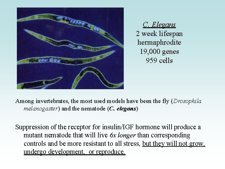 C. Elegans 2 week lifespan hermaphrodite 19, 000 genes 959 cells Among invertebrates, the