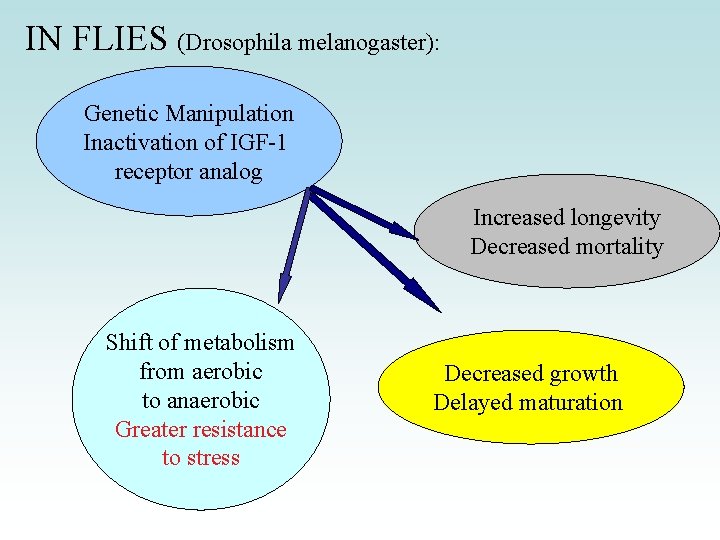 IN FLIES (Drosophila melanogaster): Genetic Manipulation Inactivation of IGF-1 receptor analog Increased longevity Decreased