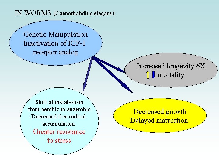 IN WORMS (Caenorhabditis elegans): Genetic Manipulation Inactivation of IGF-1 receptor analog Increased longevity 6