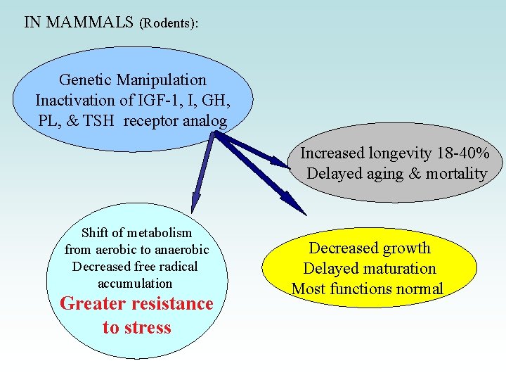 IN MAMMALS (Rodents): Genetic Manipulation Inactivation of IGF-1, I, GH, PL, & TSH receptor