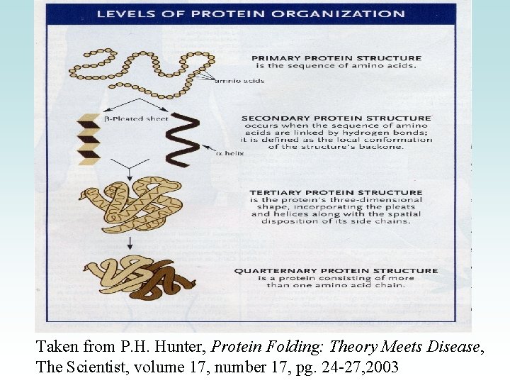 Taken from P. H. Hunter, Protein Folding: Theory Meets Disease, The Scientist, volume 17,