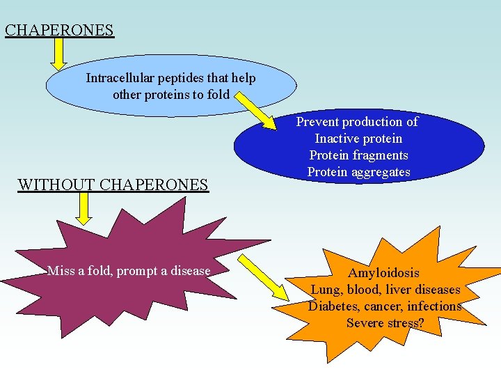 CHAPERONES Intracellular peptides that help other proteins to fold WITHOUT CHAPERONES Miss a fold,