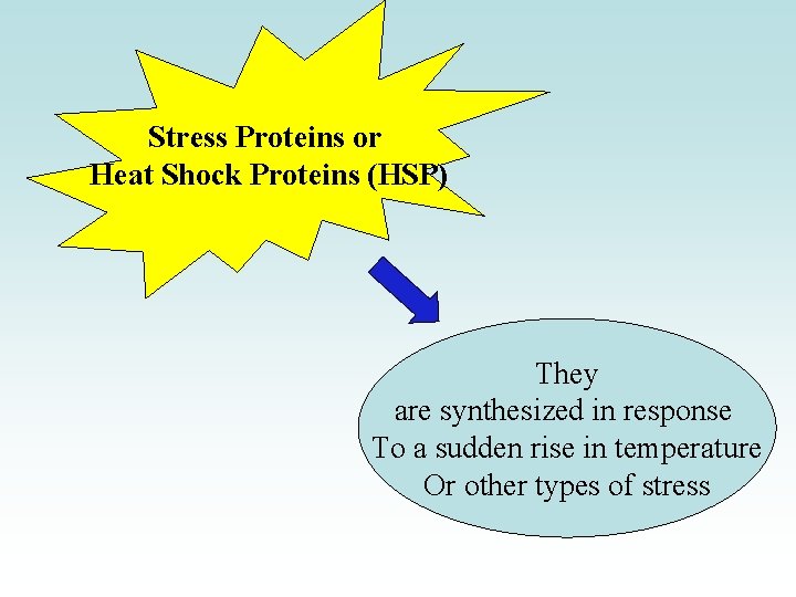 Stress Proteins or Heat Shock Proteins (HSP) They are synthesized in response To a