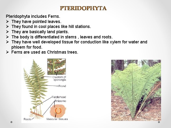 Pteridophyta includes Ferns. Ø They have pointed leaves. Ø They found in cool places