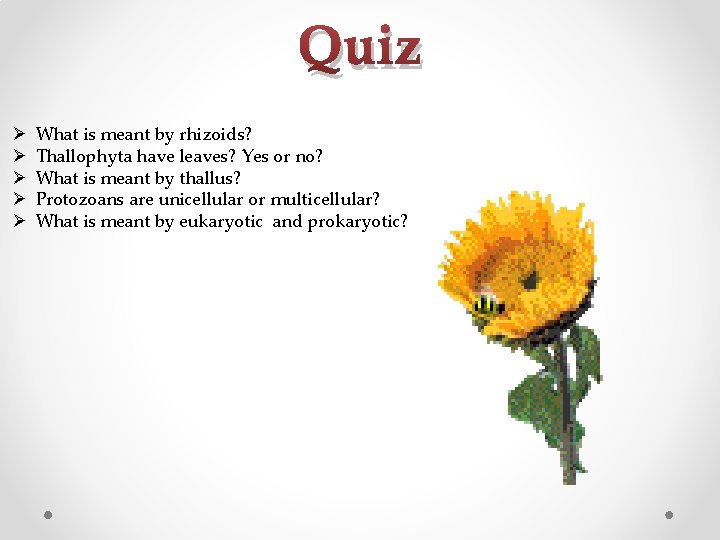 Quiz Ø Ø Ø What is meant by rhizoids? Thallophyta have leaves? Yes or