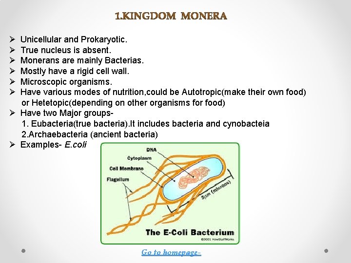 Ø Ø Ø Unicellular and Prokaryotic. True nucleus is absent. Monerans are mainly Bacterias.