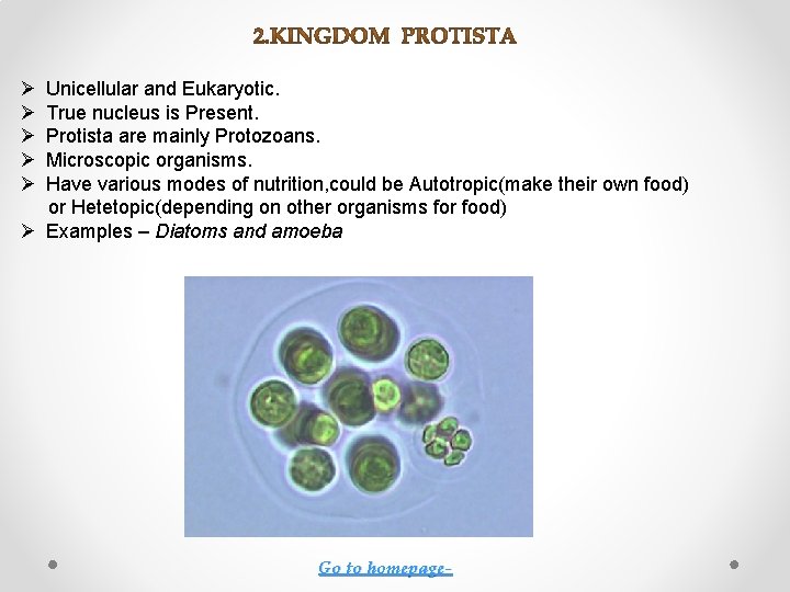 Ø Ø Ø Unicellular and Eukaryotic. True nucleus is Present. Protista are mainly Protozoans.