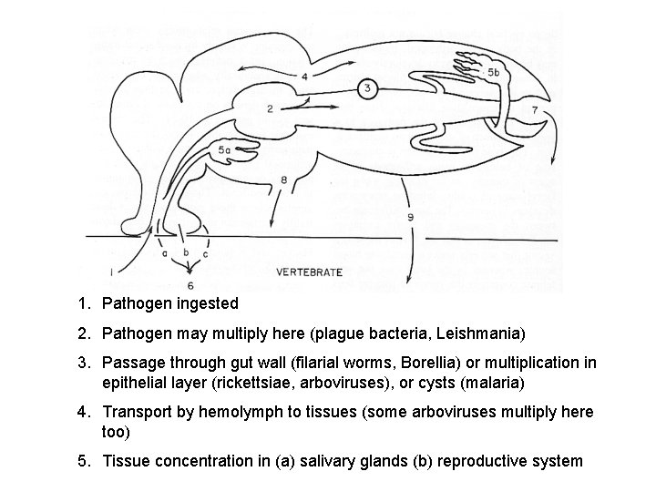 1. Pathogen ingested 2. Pathogen may multiply here (plague bacteria, Leishmania) 3. Passage through