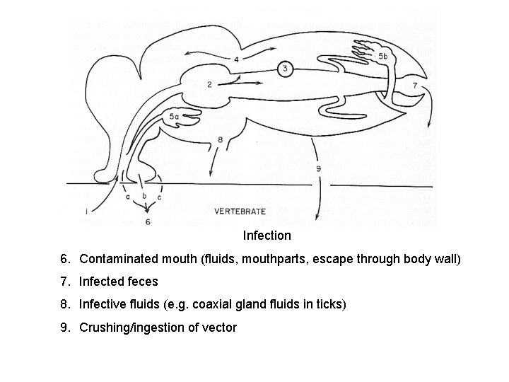 Infection 6. Contaminated mouth (fluids, mouthparts, escape through body wall) 7. Infected feces 8.