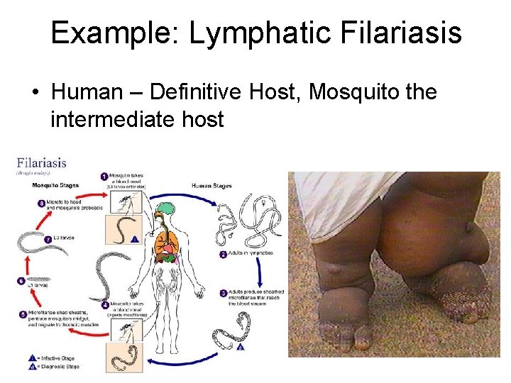 Example: Lymphatic Filariasis • Human – Definitive Host, Mosquito the intermediate host 