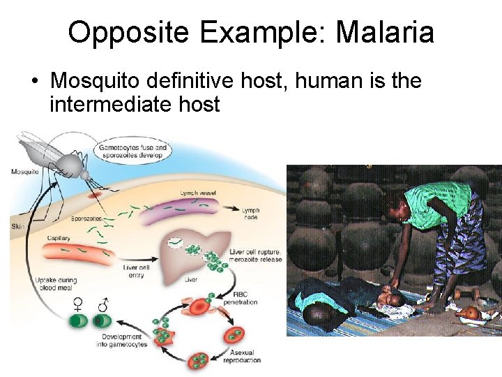 Opposite Example: Malaria • Mosquito definitive host, human is the intermediate host 