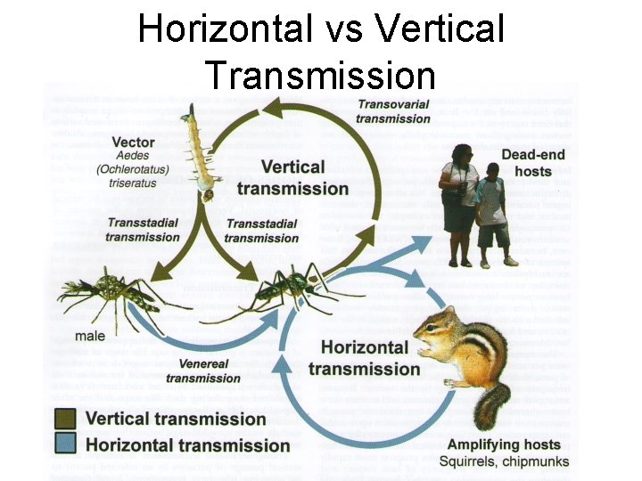 Horizontal vs Vertical Transmission 