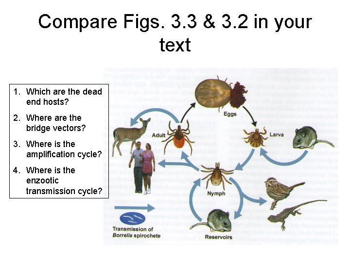 Compare Figs. 3. 3 & 3. 2 in your text 1. Which are the