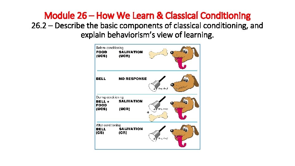 Module 26 – How We Learn & Classical Conditioning 26. 2 – Describe the