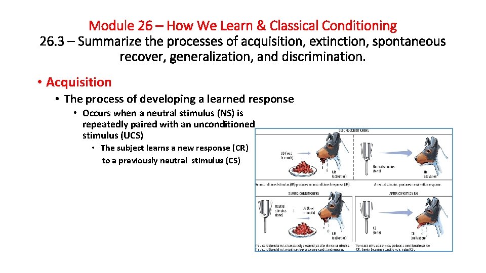 Module 26 – How We Learn & Classical Conditioning 26. 3 – Summarize the