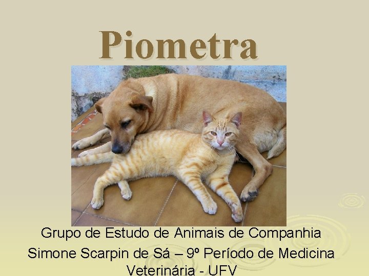 Piometra Grupo de Estudo de Animais de Companhia Simone Scarpin de Sá – 9º