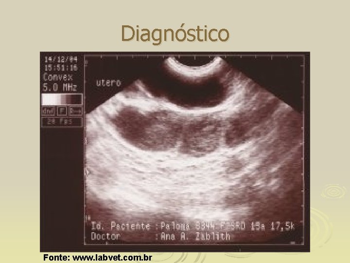 Diagnóstico Fonte: www. labvet. com. br 