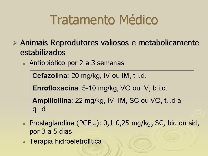 Tratamento Médico Ø Animais Reprodutores valiosos e metabolicamente estabilizados l Antiobiótico por 2 a