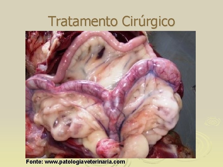 Tratamento Cirúrgico Fonte: www. patologiaveterinaria. com 