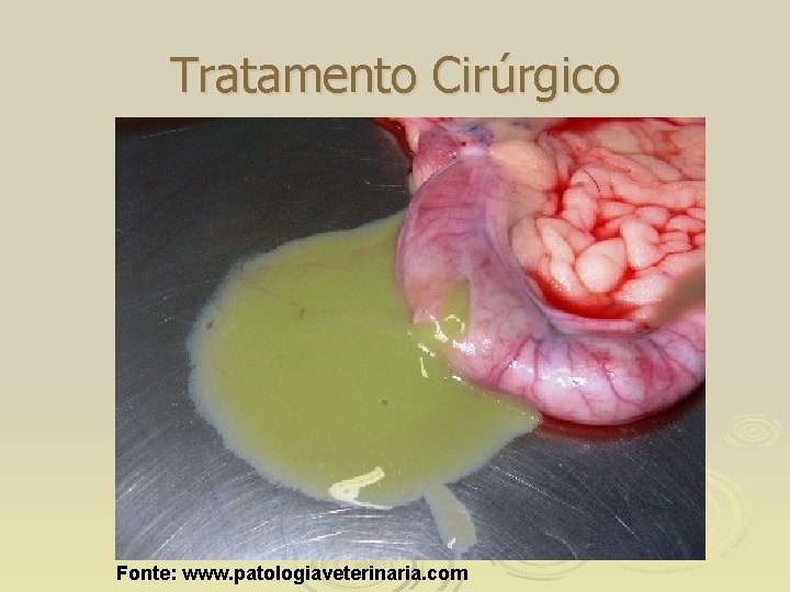 Tratamento Cirúrgico Fonte: www. patologiaveterinaria. com 