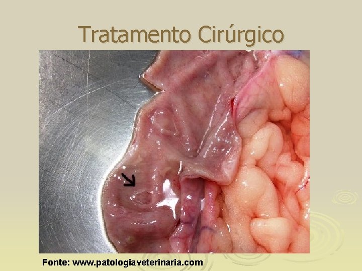 Tratamento Cirúrgico Fonte: www. patologiaveterinaria. com 