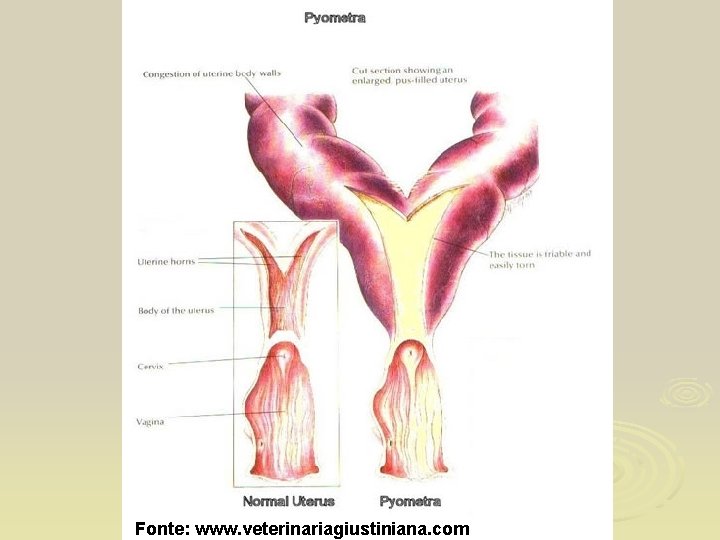 Fonte: www. veterinariagiustiniana. com 