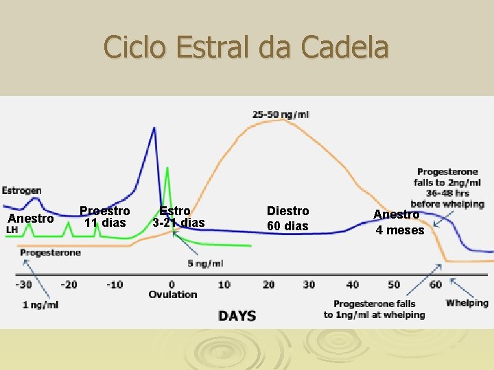 Ciclo Estral da Cadela Anestro Proestro 11 dias Estro 3 -21 dias Diestro 60