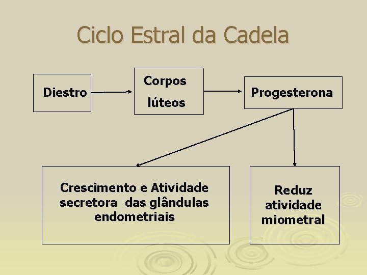 Ciclo Estral da Cadela Diestro Corpos lúteos Crescimento e Atividade secretora das glândulas endometriais