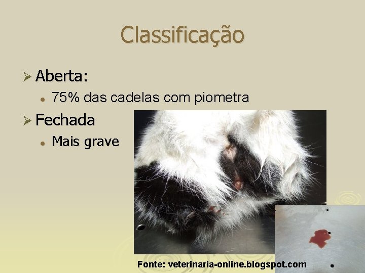 Classificação Ø Aberta: l 75% das cadelas com piometra Ø Fechada l Mais grave