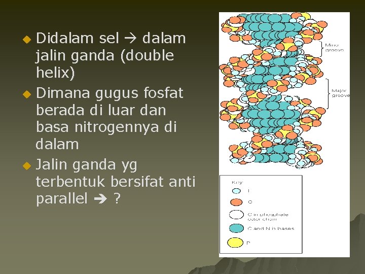 Didalam sel dalam jalin ganda (double helix) u Dimana gugus fosfat berada di luar