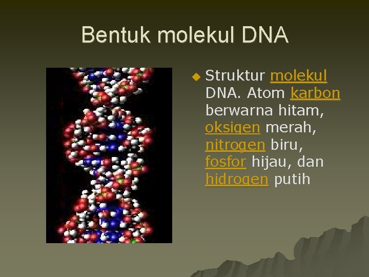 Bentuk molekul DNA u Struktur molekul DNA. Atom karbon berwarna hitam, oksigen merah, nitrogen