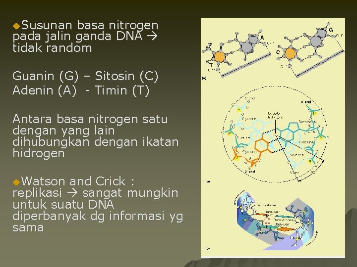 u. Susunan basa nitrogen pada jalin ganda DNA tidak random Guanin (G) – Sitosin