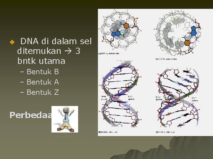 u DNA di dalam sel ditemukan 3 bntk utama – Bentuk B A Z