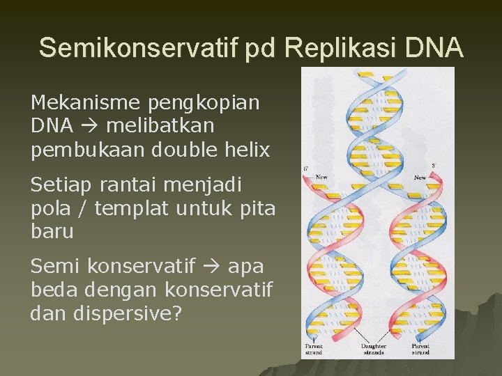 Semikonservatif pd Replikasi DNA Mekanisme pengkopian DNA melibatkan pembukaan double helix Setiap rantai menjadi